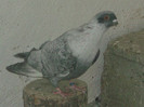 Picture 5374