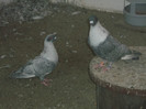 Picture 5375