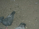 Picture 5376
