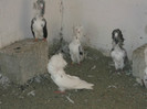Picture 5386