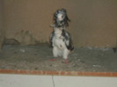 Picture 5388