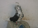 Picture 5390