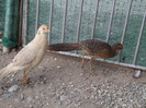 Picture 5431