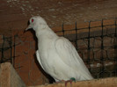 Picture 5445