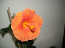 Hibiscus Viky Orange