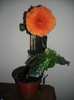 Hibiscus Viky Orange