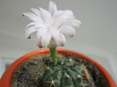 Gymnocalycium