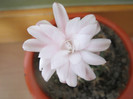 Gymnocalycium