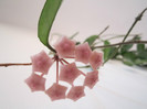Hoya