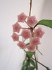 Hoya