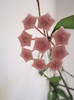 Hoya