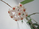 Hoya
