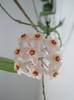 Hoya.