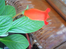 DSCN3453
