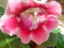 DSCN3454