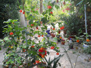DSCN3462