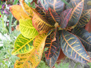 DSCN3463