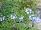 DSCN3466