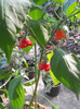 DSCN3472