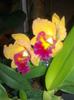 floare 1,2,