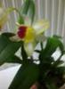 floare 3,11