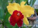 floare 7,16