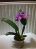 floare 9