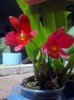 floare 10,15