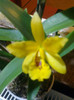 floare 12