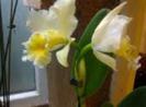 floare 17