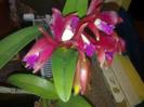 floare 22
