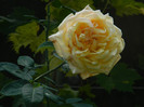 DSCN8374