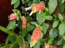 DSCN8382