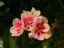DSCN8386