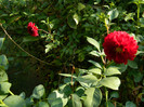 DSCN8389