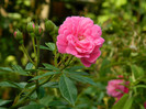 DSCN8390