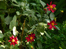 DSCN8407