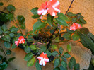 DSCN8418