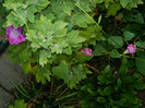 DSCN8439