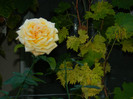 DSCN8441