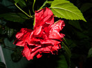 DSCN8448