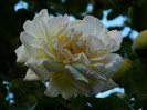 DSCN8458