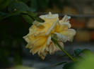 DSCN8459