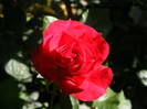 Rotilia