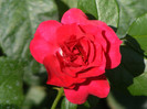 Rotilia