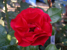 Rotilia
