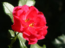 Rotilia