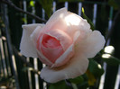 Jasmina (urcator)