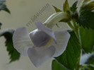 Achimenes Icy Volga