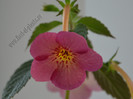 Achimenes Hard to Get